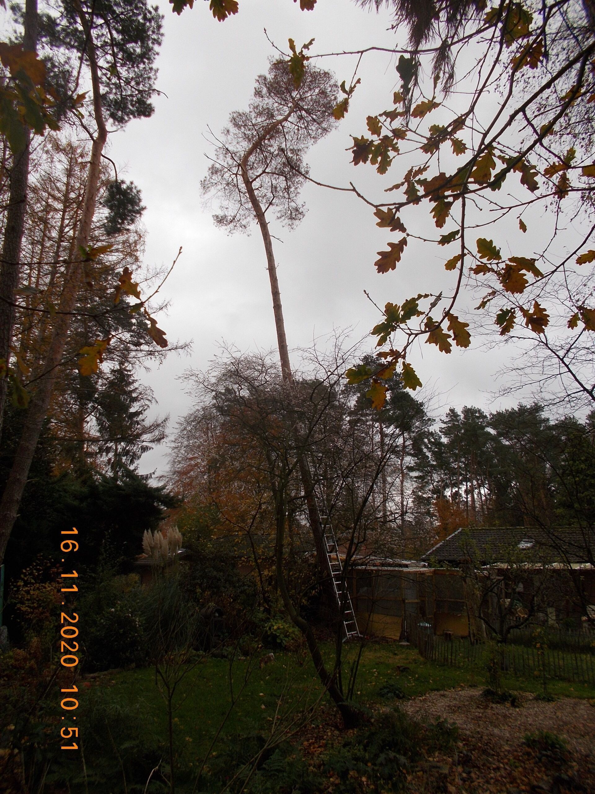 Baumfällung und Baumpflege