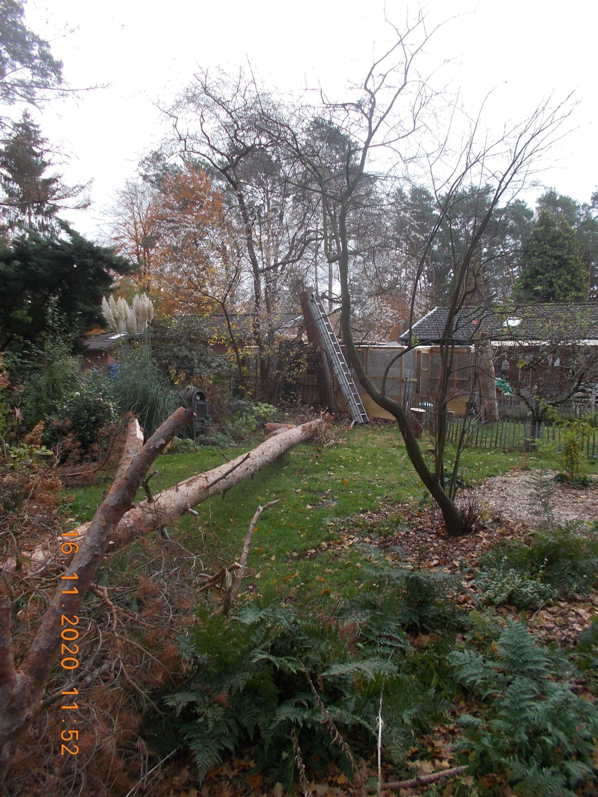 Baumfällung und Baumpflege