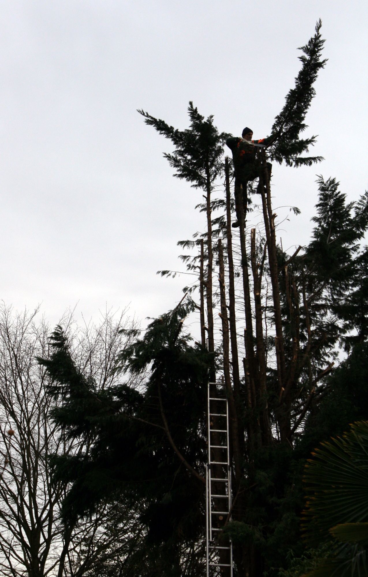 Baumfällung und Baumpflege