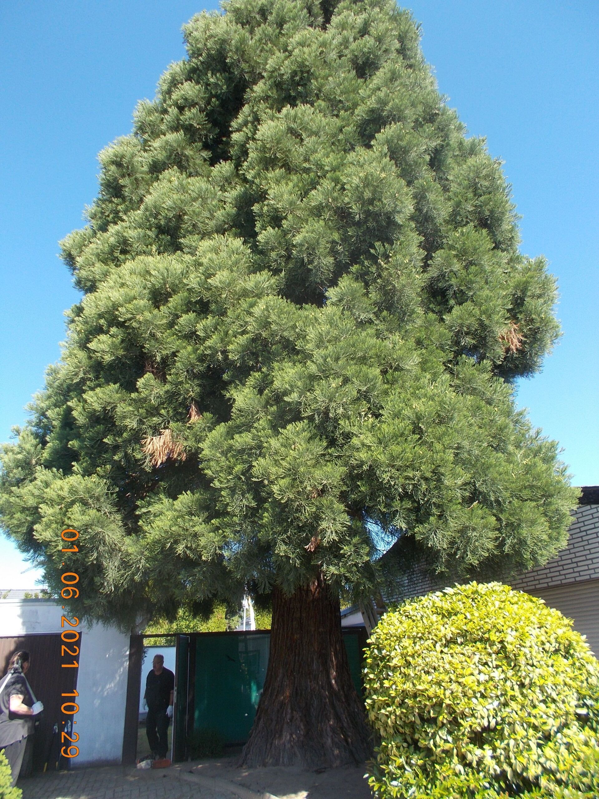 Baumfällung und Baumpflege