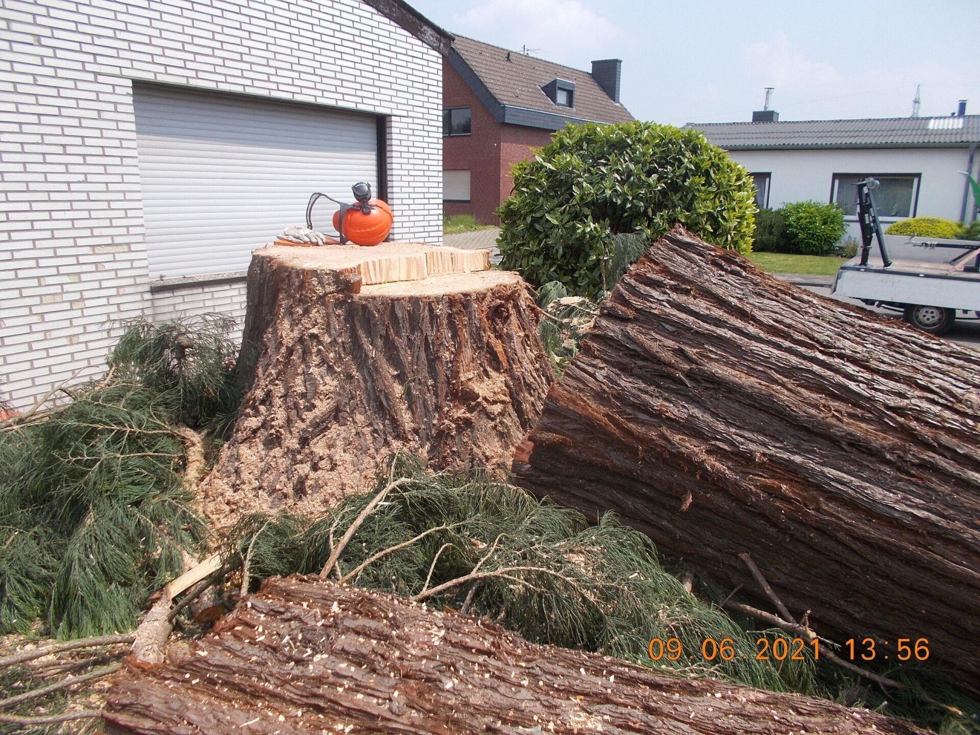 Baumfällung und Baumpflege