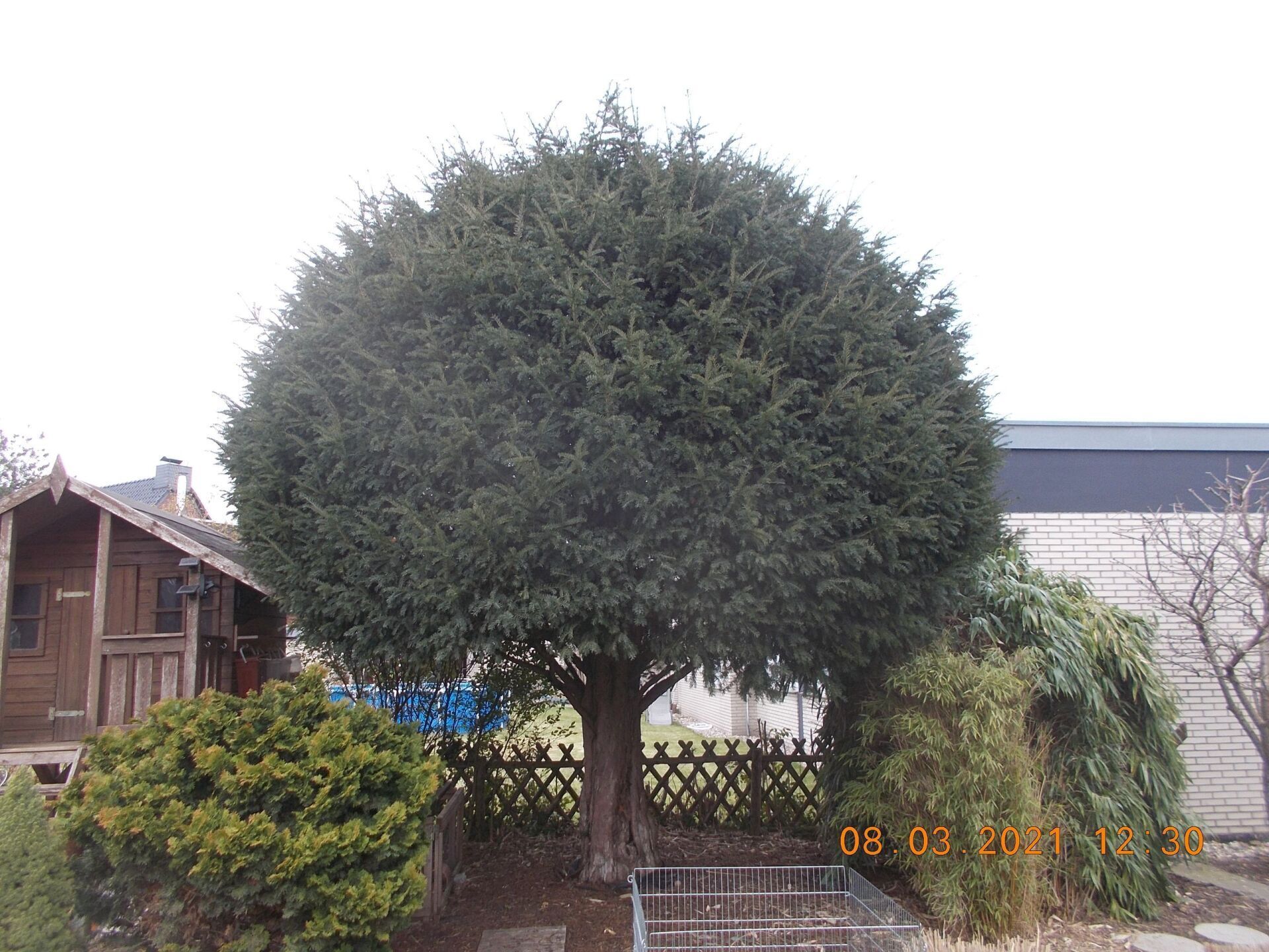 Baumfällung und Baumpflege