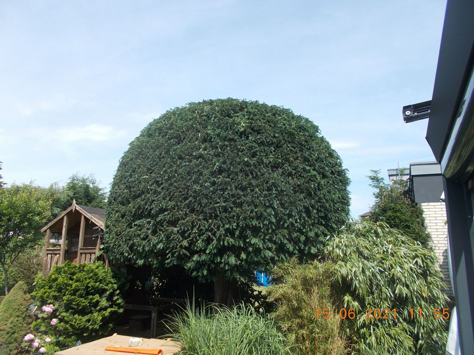 Baumfällung und Baumpflege