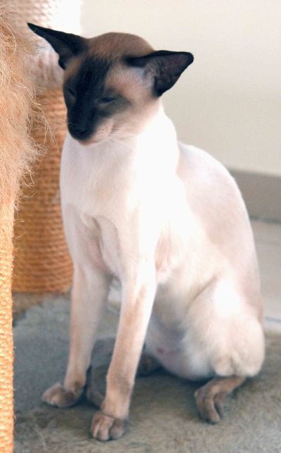 Siamesen von Tamangur