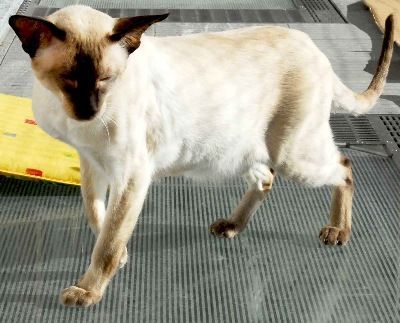 Siamesen von Tamangur