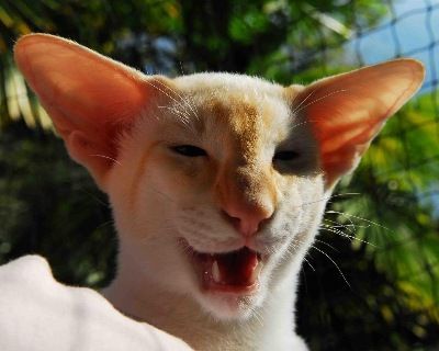 Siamesen von Tamangur