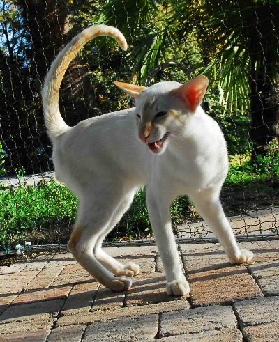 Siamesen von Tamangur