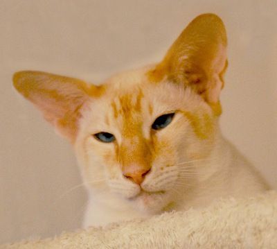 Siamesen von Tamangur