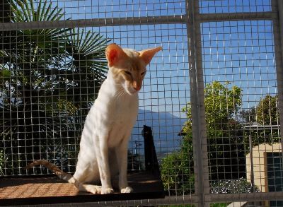 Siamesen von Tamangur