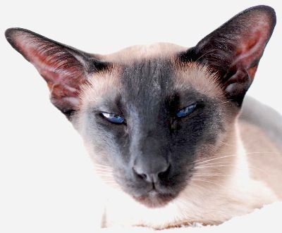 Siamesen von Tamangur