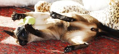 Siamesen von Tamangur