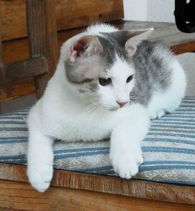 Siamesen von Tamangur