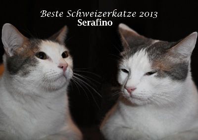 Siamesen von Tamangur