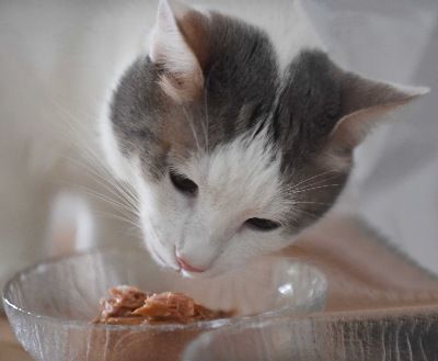 Siamesen von Tamangur