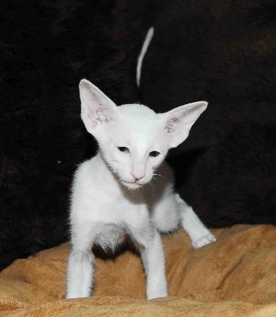 Siamesen von Tamangur