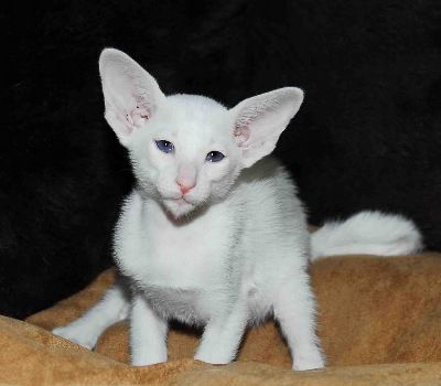 Siamesen von Tamangur