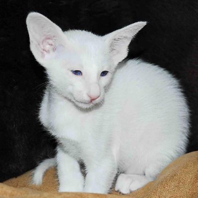 Siamesen von Tamangur