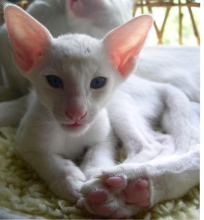 Siamesen von Tamangur