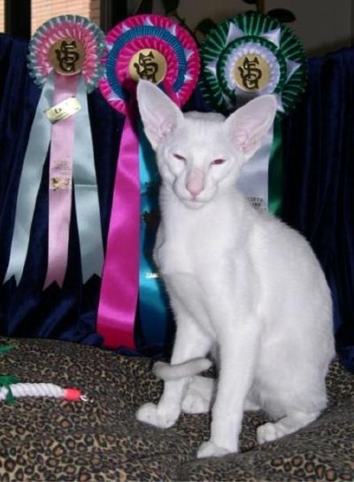 Siamesen von Tamangur