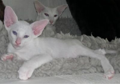 Siamesen von Tamangur