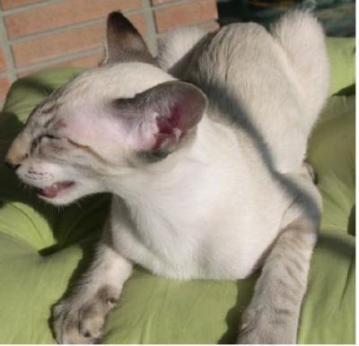 Siamesen von Tamangur