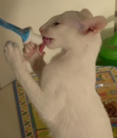 Siamesen von Tamangur