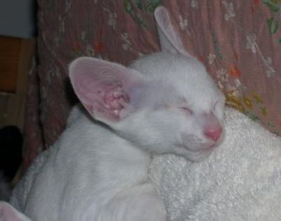 Siamesen von Tamangur