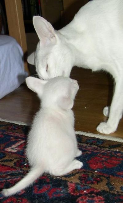 Siamesen von Tamangur