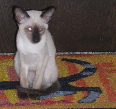 Siamesen von Tamangur