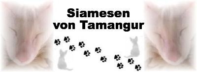 Siamesen von Tamangur