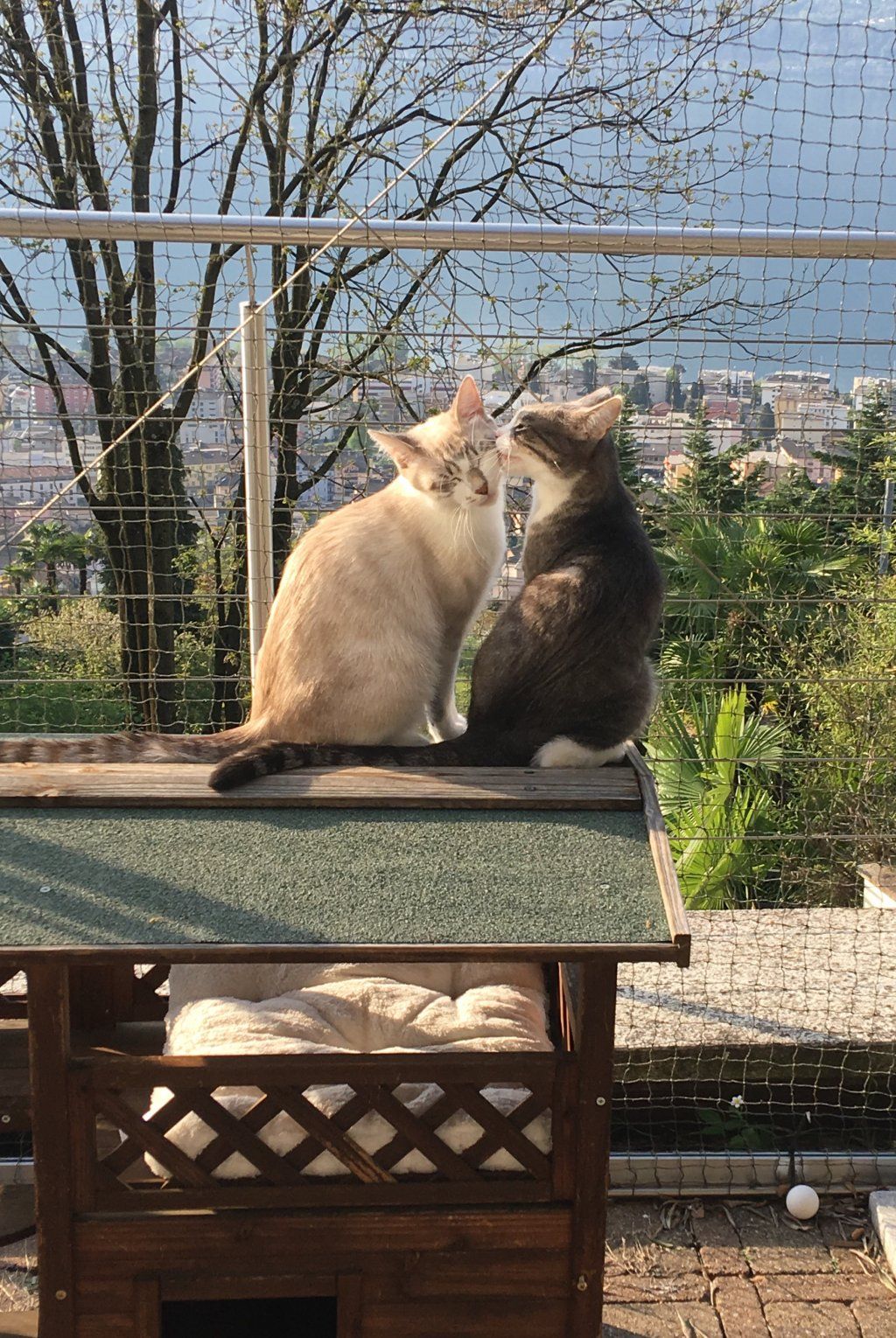 Siamesen von Tamangur