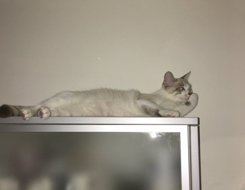 Siamesen von Tamangur