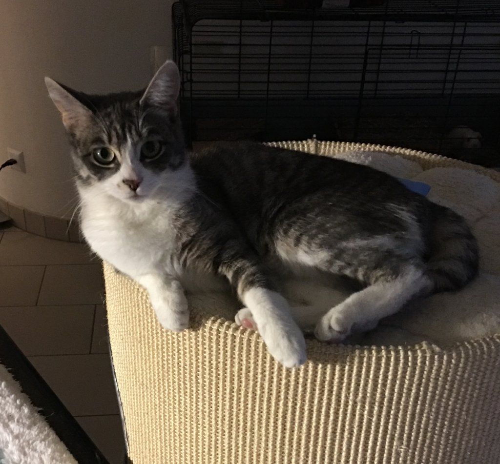 Siamesen von Tamangur