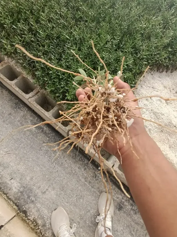Una mano sostiene un manojo de maleza enredada y arrancada sobre una acera junto a un seto y bloques de cemento.