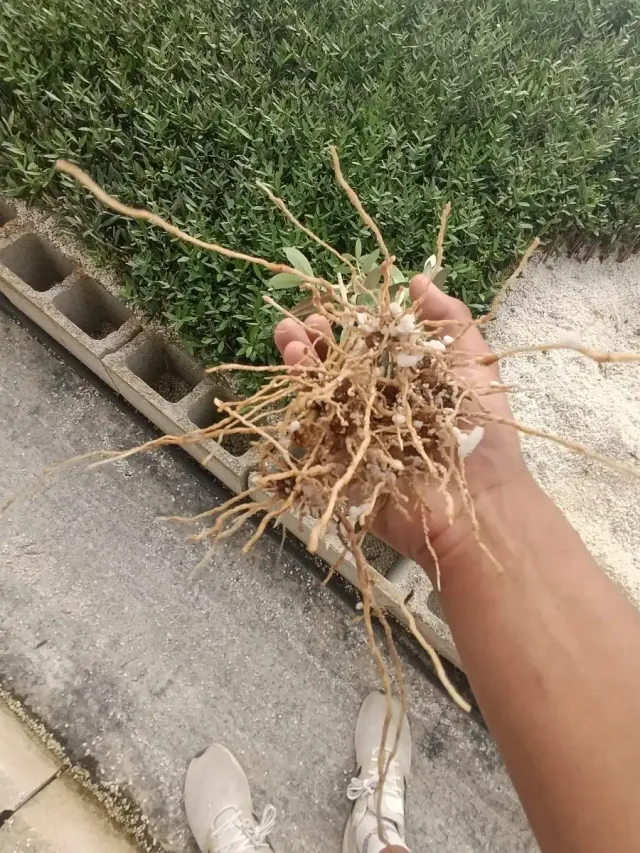 Una mano sostiene un manojo de maleza enredada y arrancada sobre una acera junto a un seto y bloques de cemento.