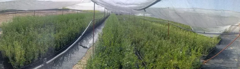 Hileras de plantas verdes en un invernadero cubierto con una malla protectora.