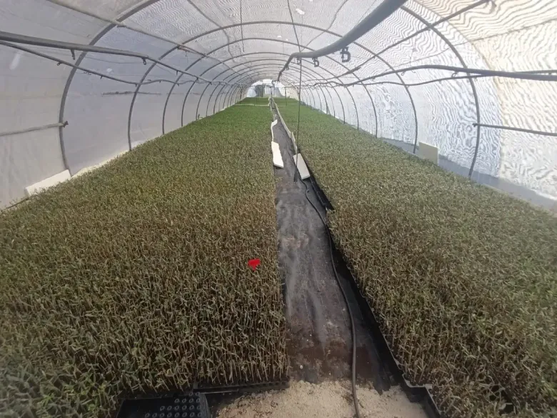 Invernadero tipo túnel repleto de hileras de plantas jóvenes y verdes sobre mantillo de plástico negro.