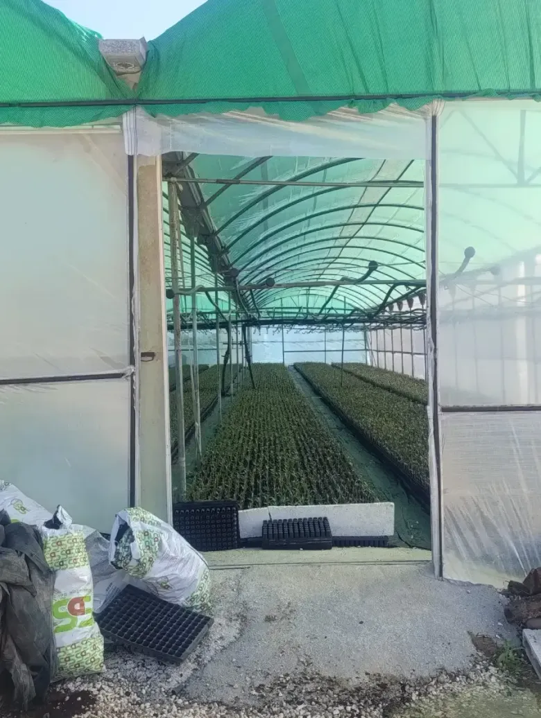 Invernadero con techo verde, con hileras de plántulas en el interior y bolsas de suministros cerca de la entrada.