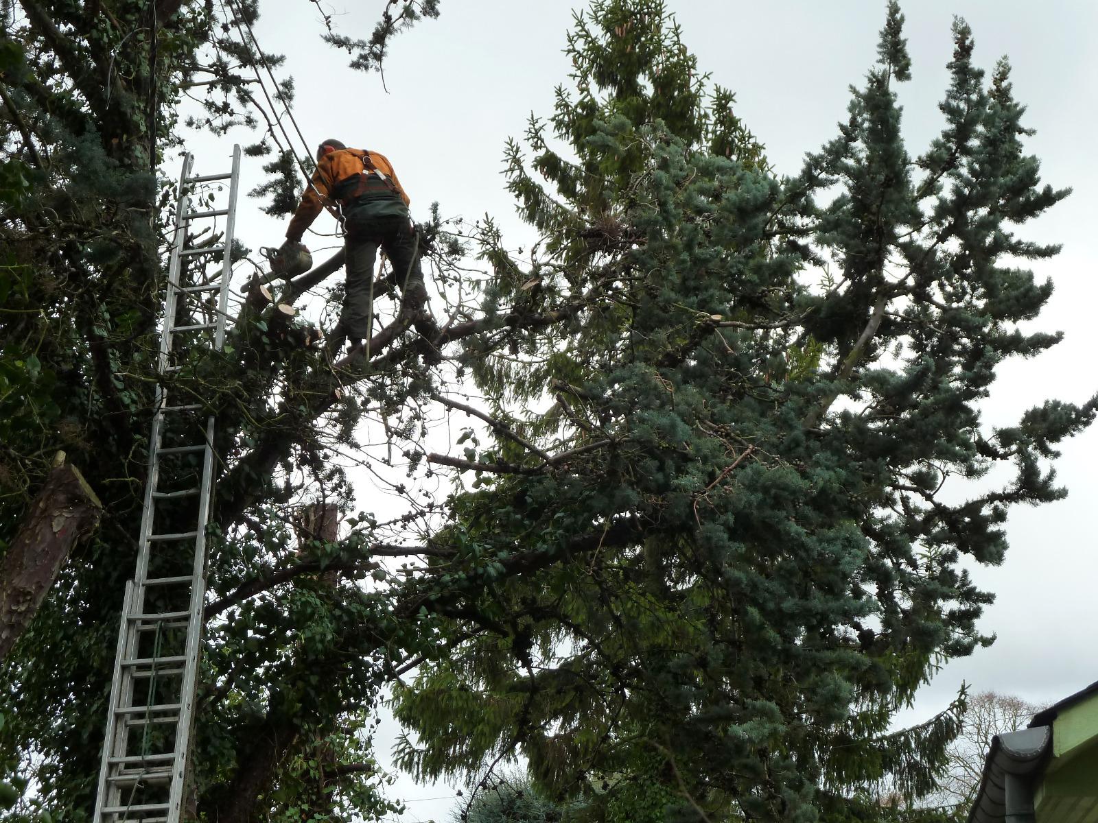 Professionnel de l'élagage