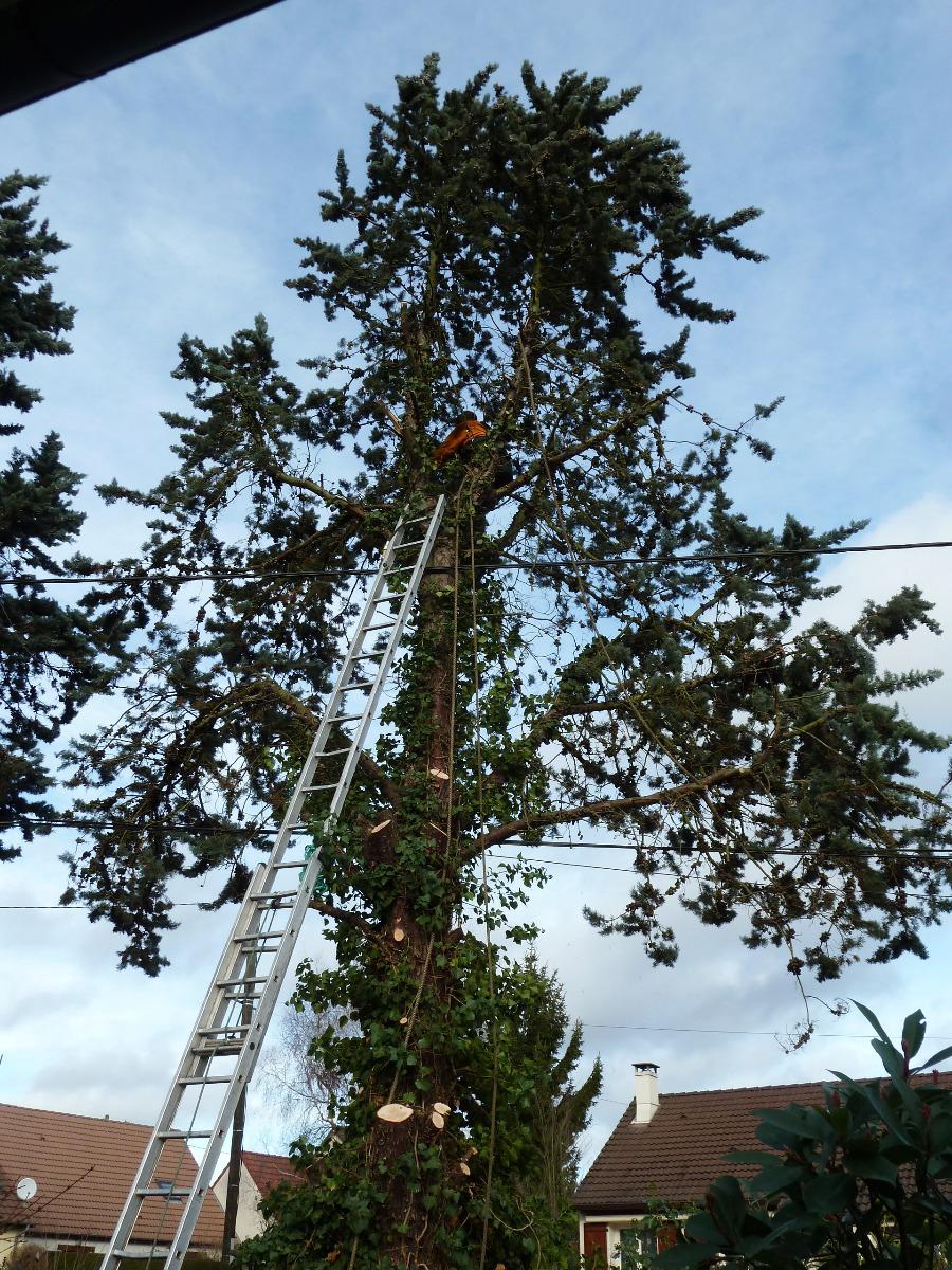 Entretien des arbres