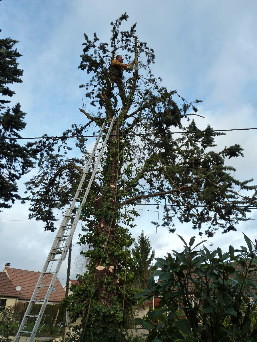 Entretien arbre
