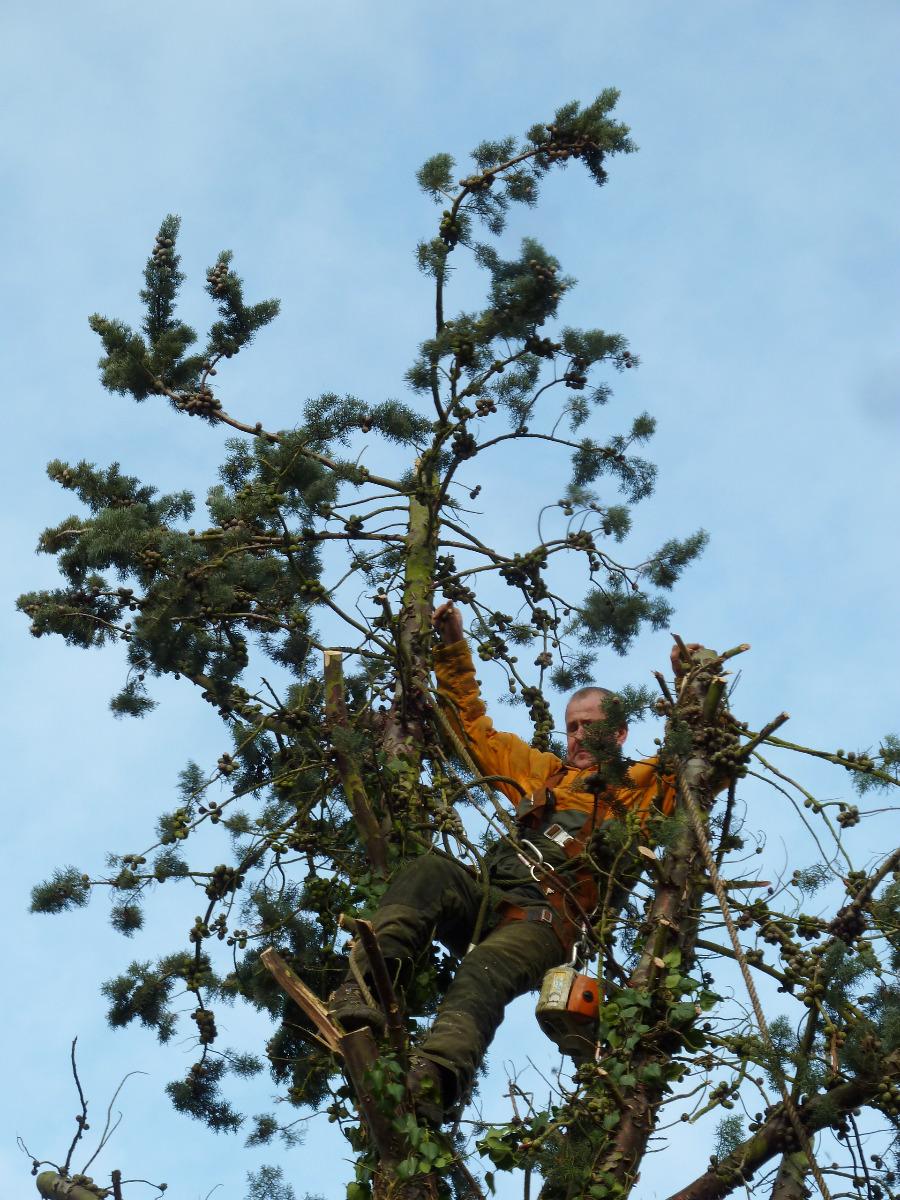 Écimage, étêtage, émondage