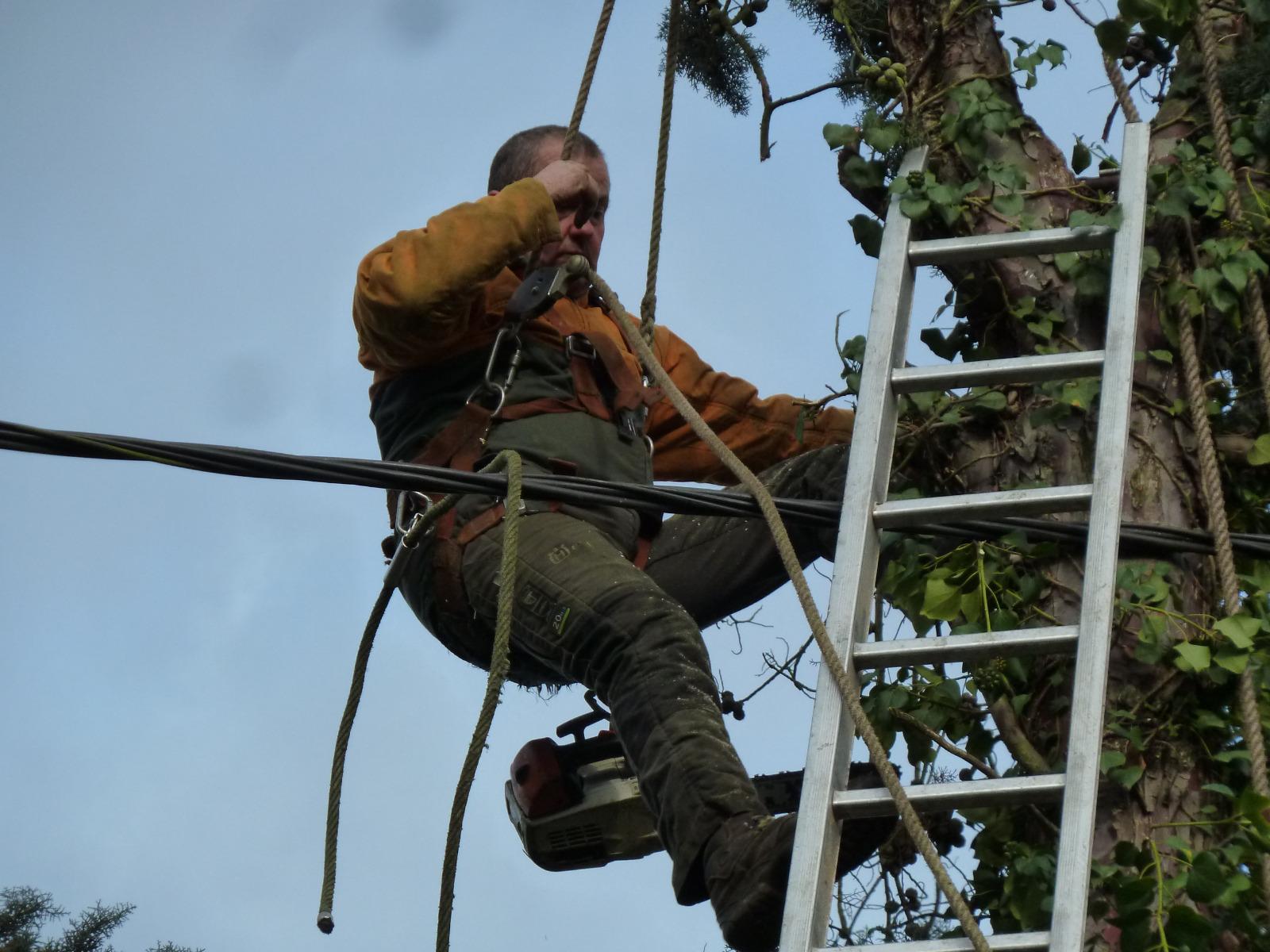 Technique d'élagage