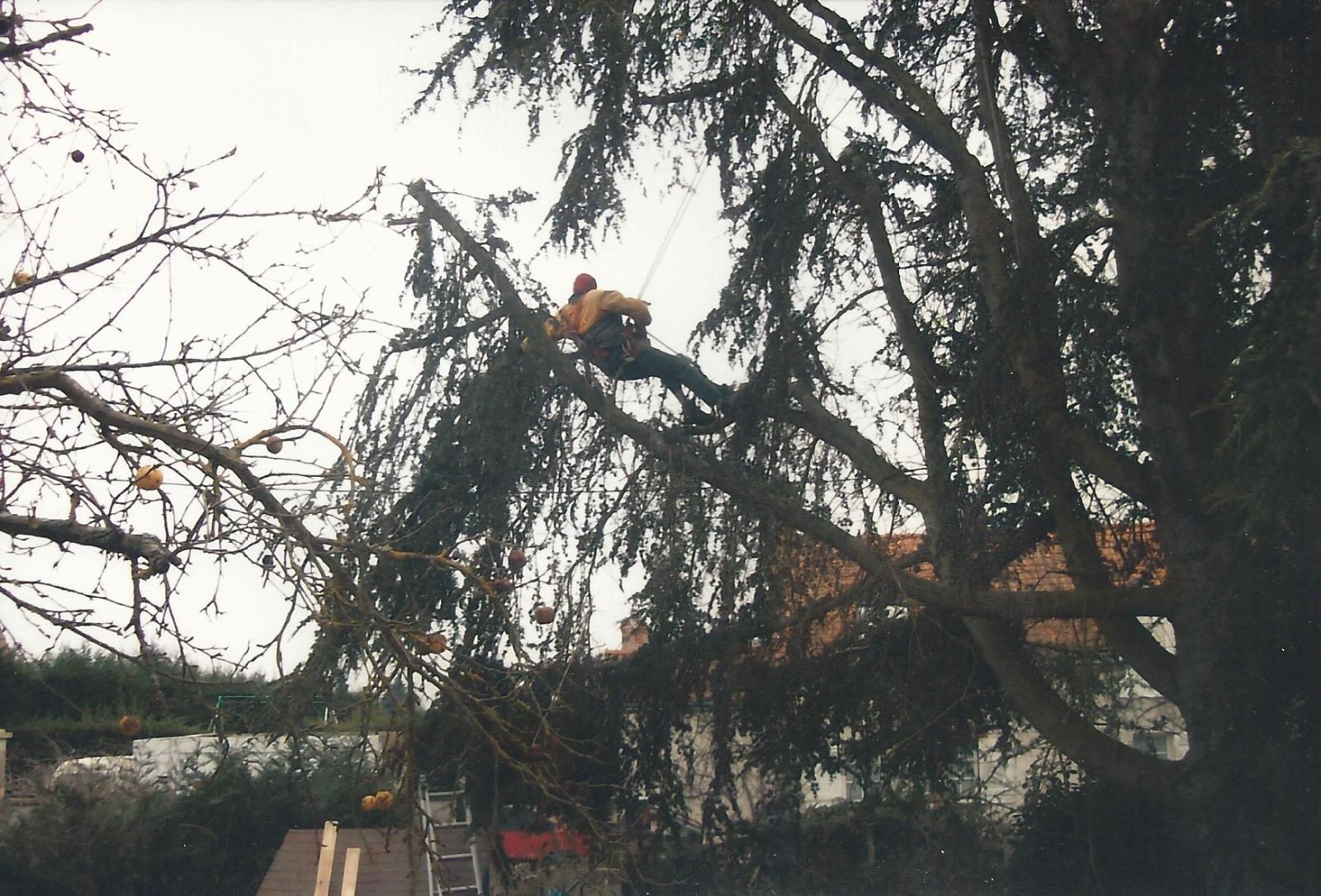 élagage d'un arbre