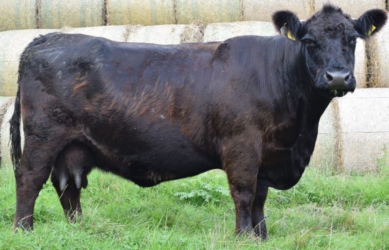 Schwarze Kuh steht auf einer grasbewachsenen Wiese, im Hintergrund sind Heuballen zu sehen.