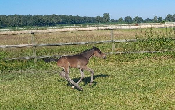 Braunes Fohlen rennt unter klarem Himmel über eine grasbewachsene Wiese an einem Holzzaun entlang.