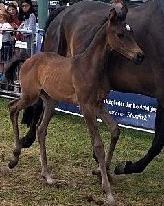 Ein braunes Fohlen steht neben seinem größeren Pferd in einem grasbewachsenen Showring