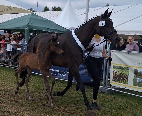 Braunes Pferd mit Fohlen auf einem Jahrmarkt im Freien, im Hintergrund Zelte und Zuschauer.
