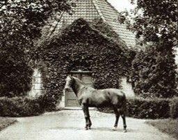 Pferd steht vor einem efeubewachsenen Gebäudeeingang, Schwarzweißfotografie