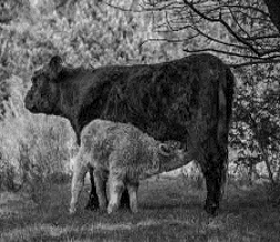 Kuh und Kalb stehen auf einer grasbewachsenen Wiese, das Kalb säugt unter der Kuh.